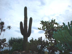cactus méditerranéen