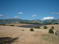 bl&eacute; et lavande