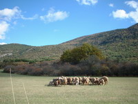troupeau de moutons