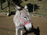 &acirc;ne dans son enclos